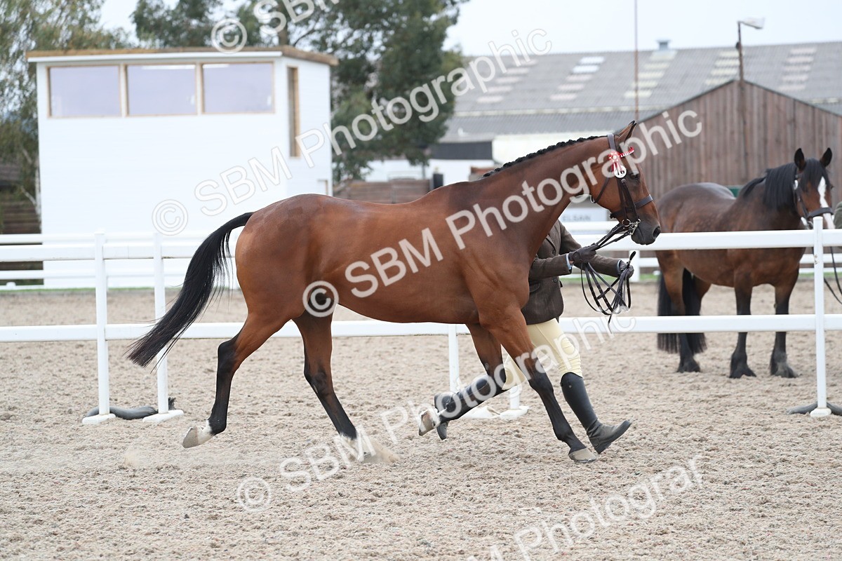 SBM_17907 - Class 317 IH Pure bred Horse/Pony