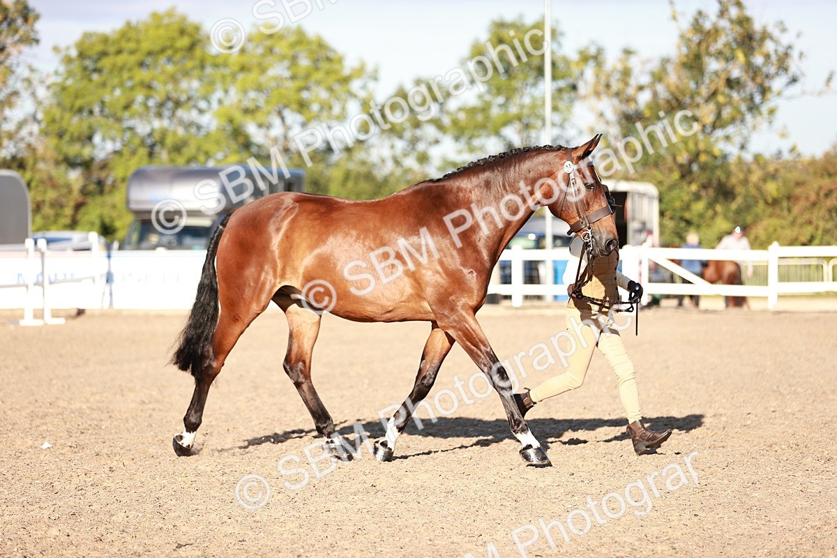 SBM_11183 - Class 401 - IH  Veteran horse