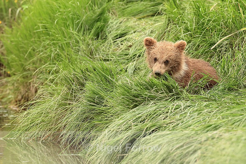 Brown Bear cub eating grass near stream, Silver Salmon Creek, Alaska - Brown Bear