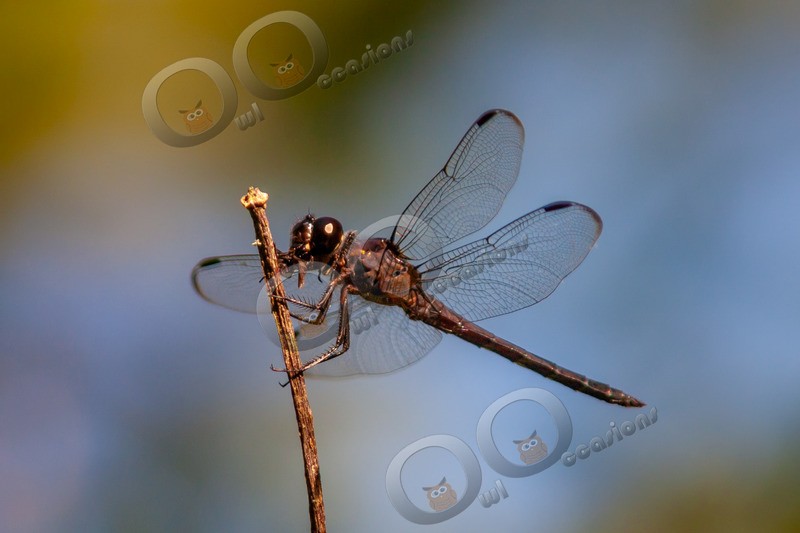 dragonfly-0470 - Insects from around the world