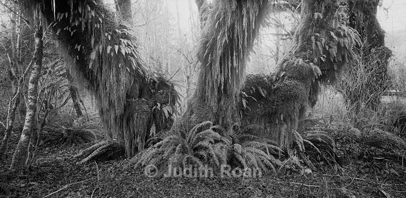 Mossy Maples - Palladium Prints by Ron Reeder