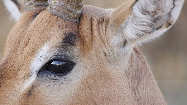 Reflective Kudu-Sth Africa - MACRO & CLOSE UPS