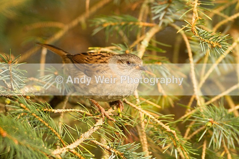 20121110-_MG_1342 - Dunnock (Hedge Sparrow)