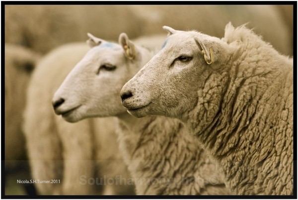 Welsh Sheep - Captured Wild life/Domestic/ livestock Animals