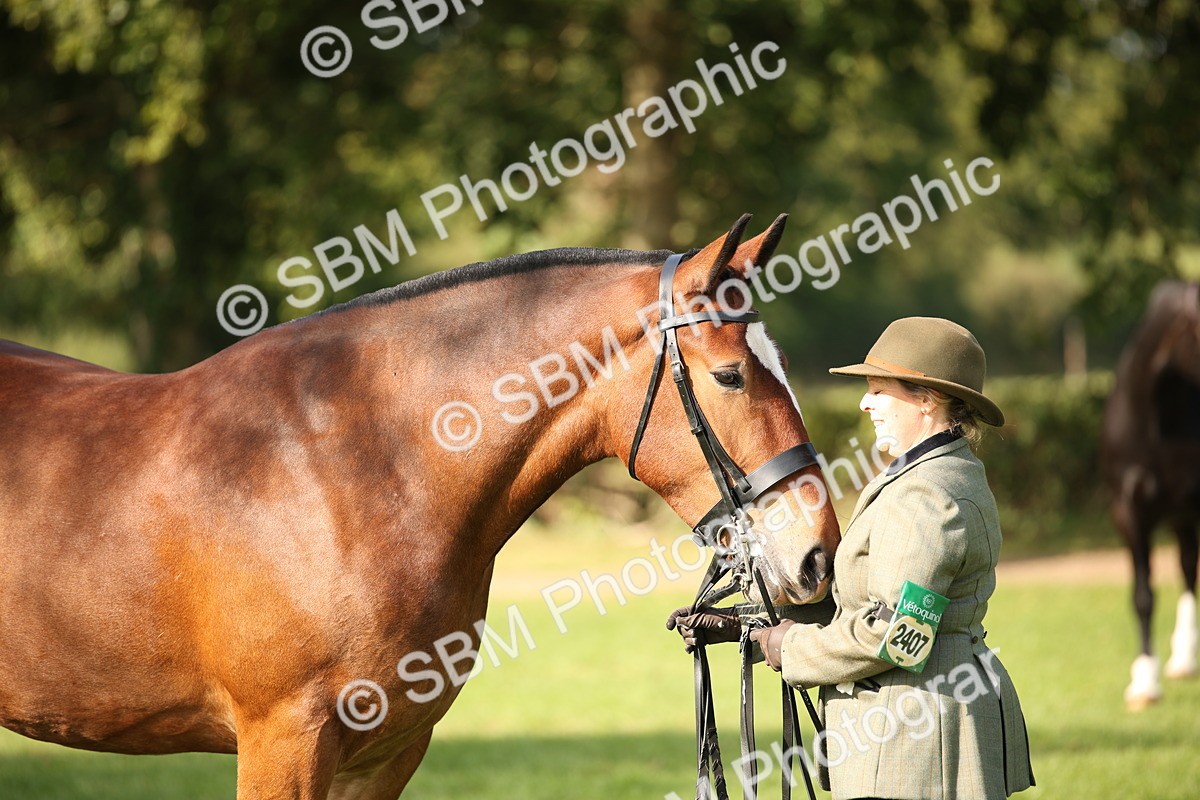 SBM_61199 - S54 - Show Cob In Hand