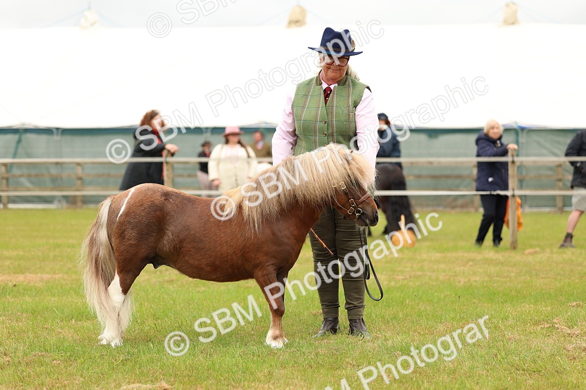 SBM_04476 - Class 64-67 - Shetland Pony In Hand