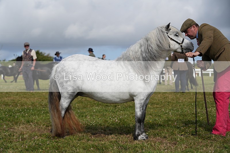DSC05299 - Class 49: NPS Shetland 4 years and over