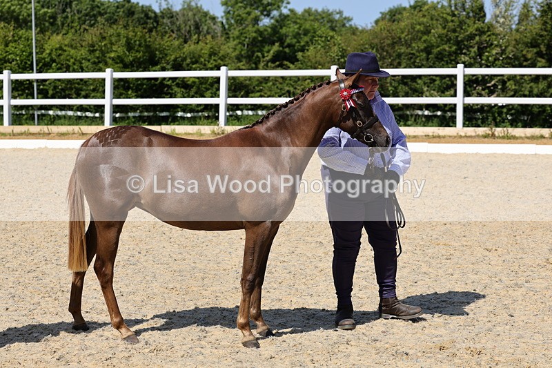 1X9A1137 - Class 9: Open Part Bred