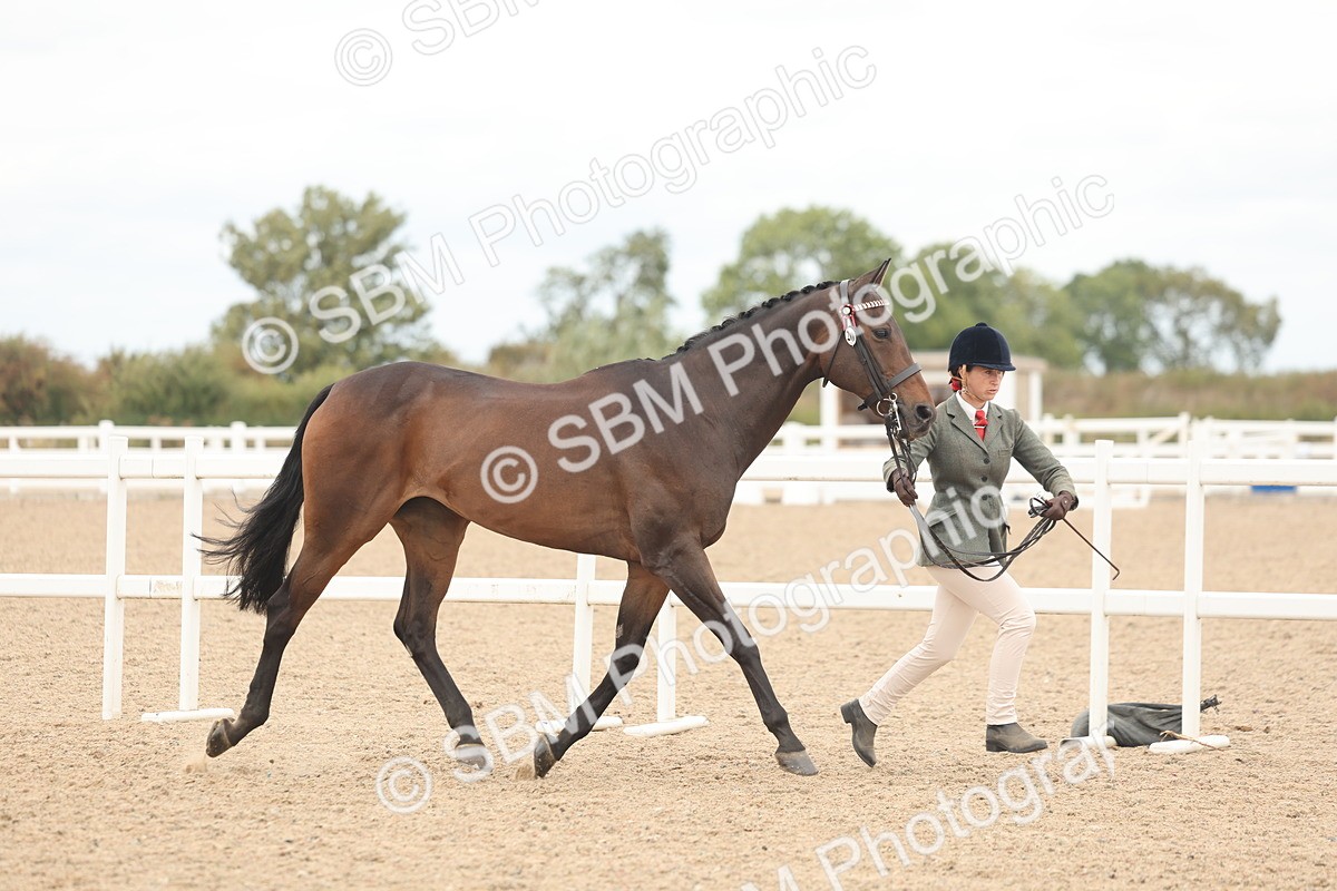 SBM_17071 - Class 313 - IH Retired Racehorse