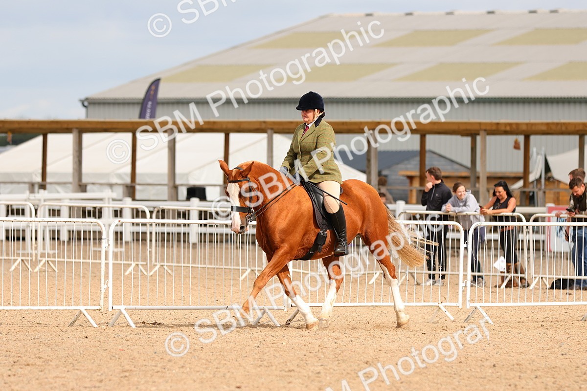 SBM_15549 - Class 214 - Ridden Show Cob