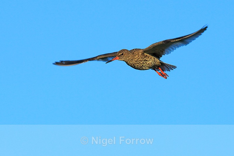 Redshank flying, Hotel Raudaskrida, Iceland - Redshank