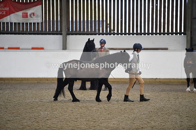 WJ5_4192 - Class 6 In hand M&M - Large Breeds