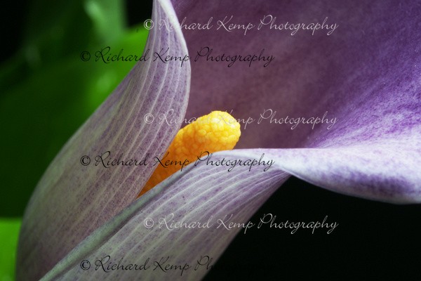 Cala Lily 1 - Plants