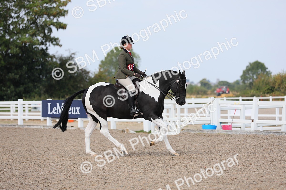 SBM_13550 - Class 308 Ridden Coloured Horse