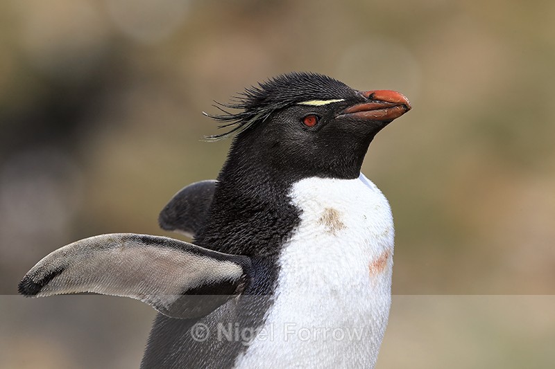 Southern Rockhopper Penguin stretching flippers, West Point Island - Rockhopper Penguin