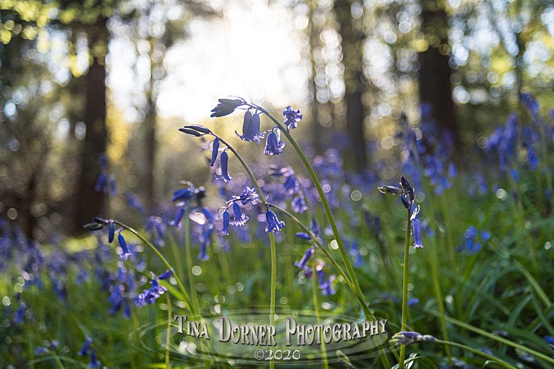  - Spring & Summer in The Forest of Dean & Wye Valley and BLUEBELLS!