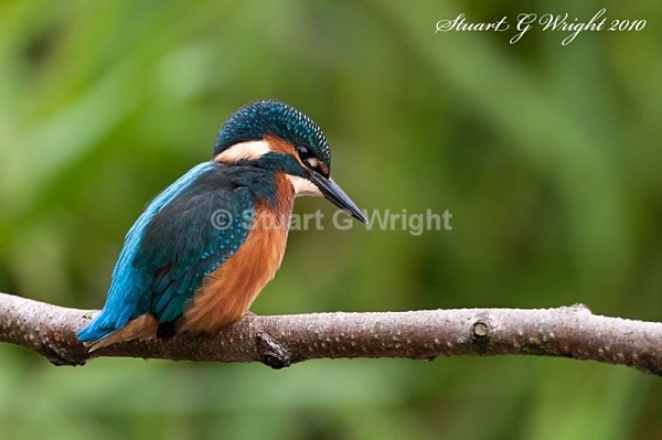 26 - Kingfisher