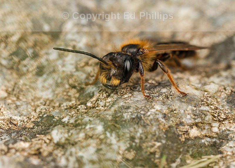 Andrena bucephala (m)