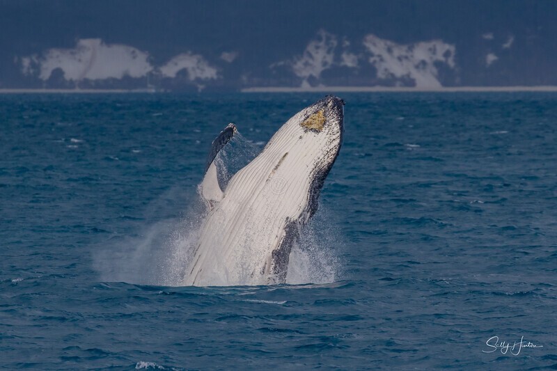 HB Breach 22. 0A3A5660 - Copy - 2025 Hervey Bay Whales