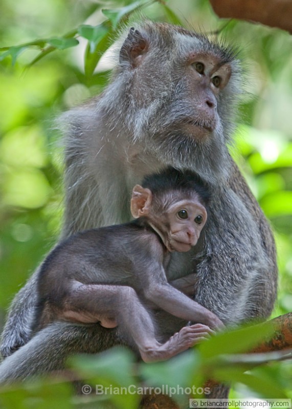 Long Tailed Macaques - Wildlife