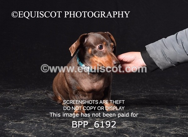 BPP_6192 - LESLEY GRANGER DOGS