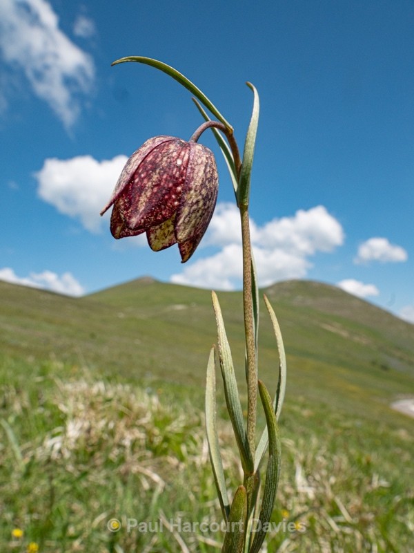 Mountain fritillary (Fritillaria montana )  - Flowers in the Landscape - 2
