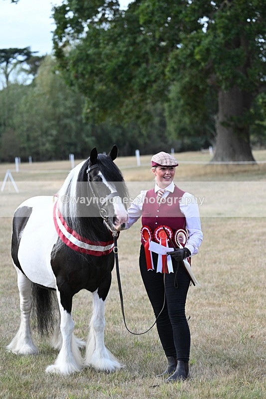 WJ7_8399 - In-hand Championship