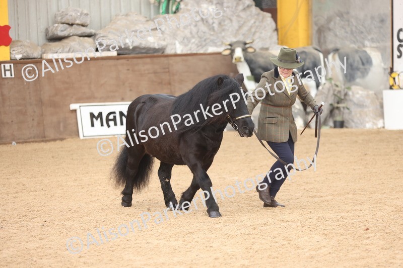 20251109-0076 - Class 4 - Stallions 4 Years and over