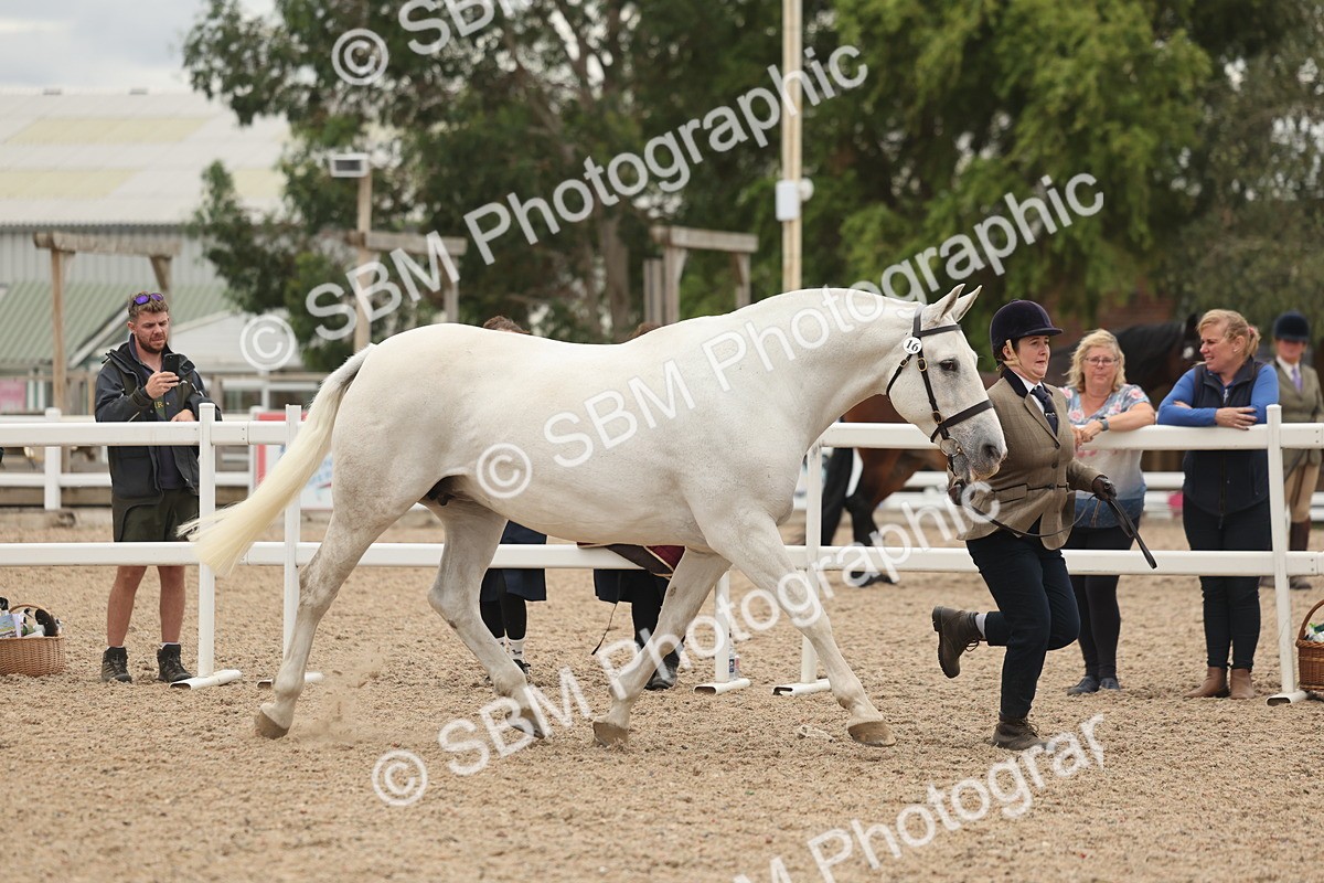 SBM_19280 - Class 317 - IH Pure Bred Horse-Pony