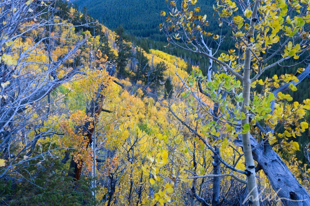 DSC_2615 - Autumn