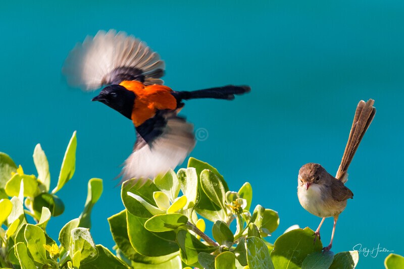 Too much information - Red-backed Fairy Wren