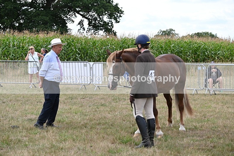 WJ6_6154 - Class 19 In-hand Veterans (Uploaded correct folder)