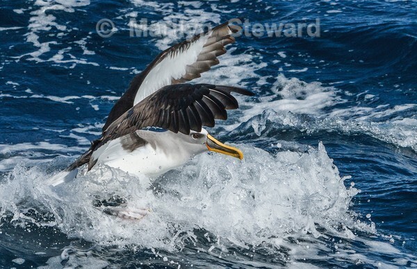 White-capped albatross approach - Exhibition acceptances