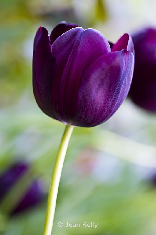 Flower - 1275 - Purple