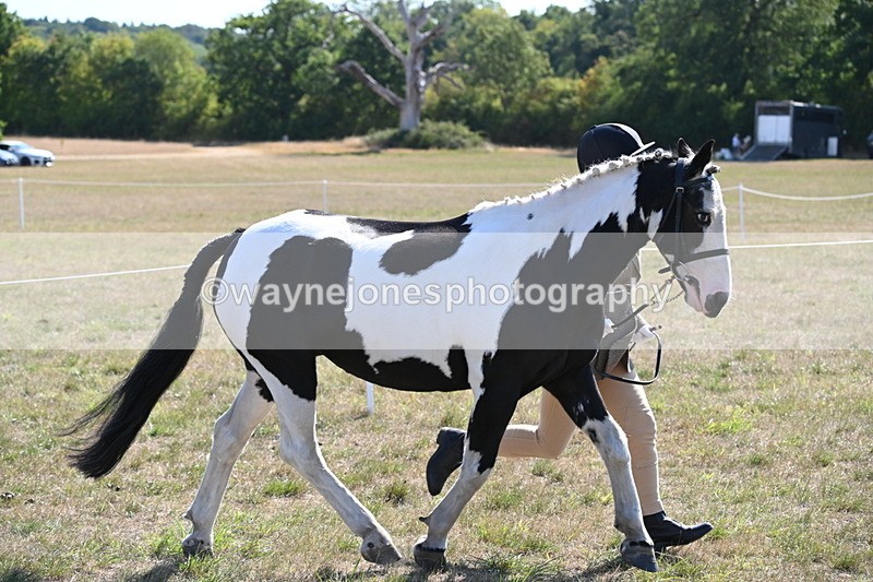 WJ6_7516 - Class 34 Judges Choice
