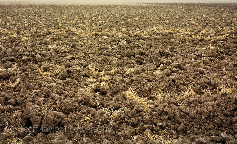 Cutt Mill field - A Rural Landscape