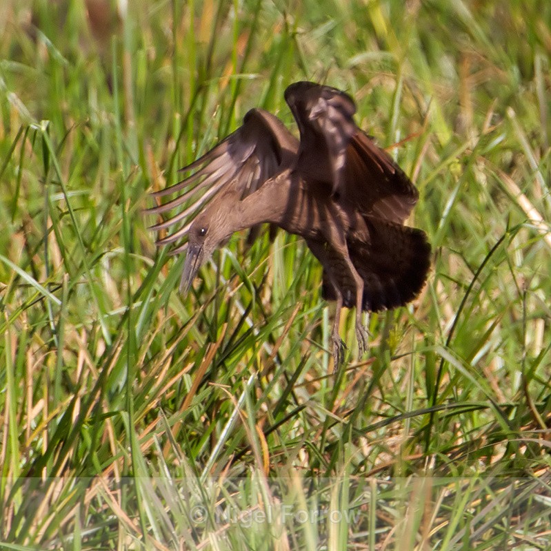 Hamerkop about to land - Hamerkop