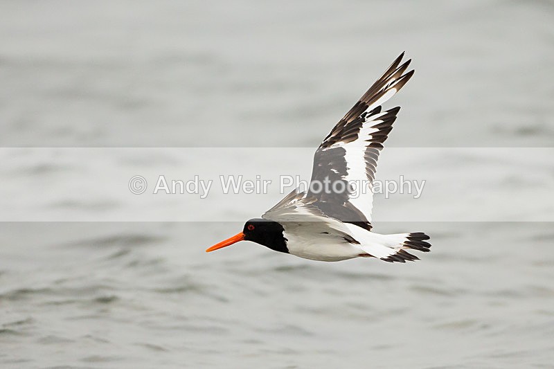 20130930-3K8A6381 - Oyster Catcher