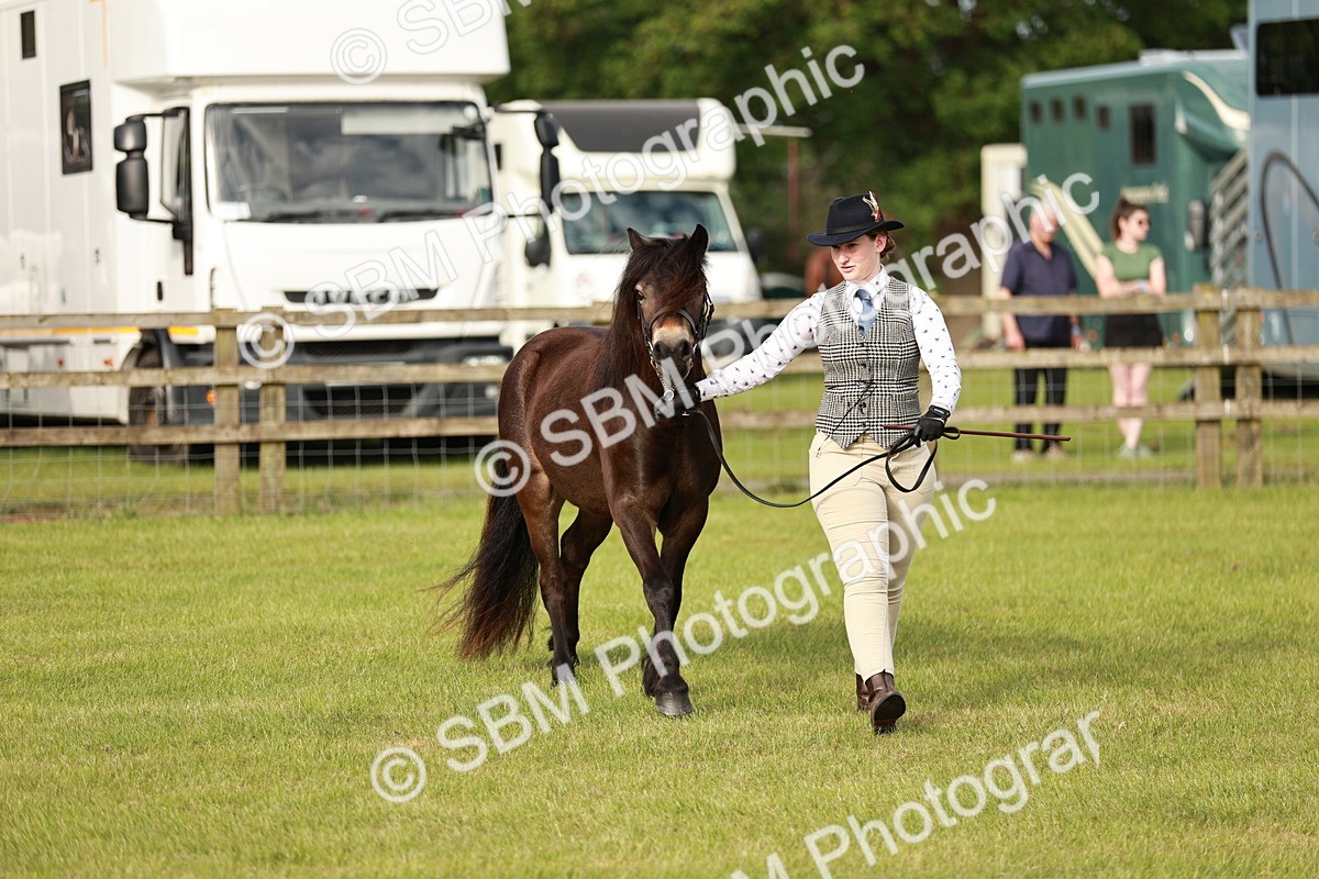 SBM_00399 - Class 14-23 - Mountain & Moorland In Hand Non Welsh