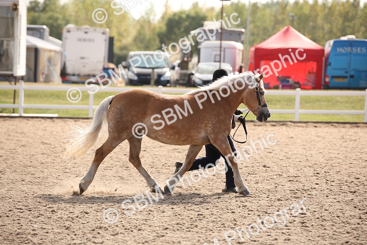 SBM_07091 - Class 25 IH Foreign Breeds- Pure bred