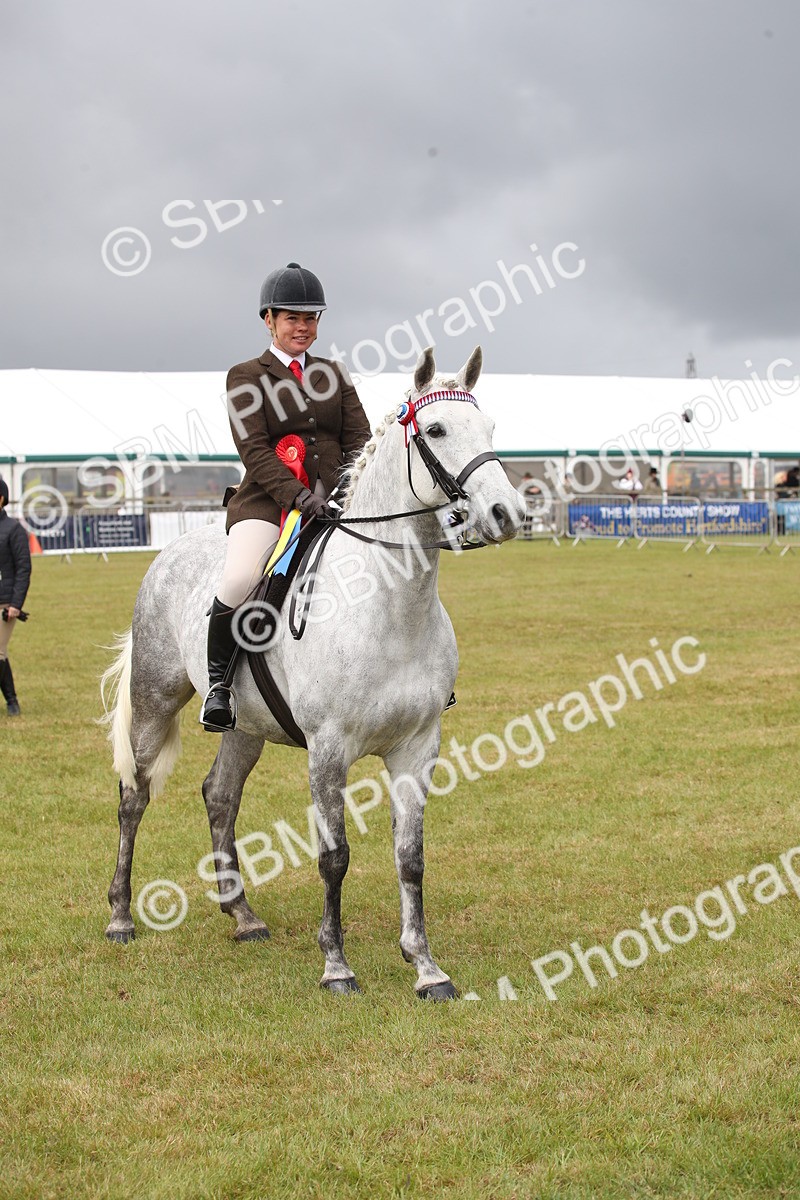 SBM_13163 - Class 95-96 - LIHS BSHA Rising Star Hack Riding Horse