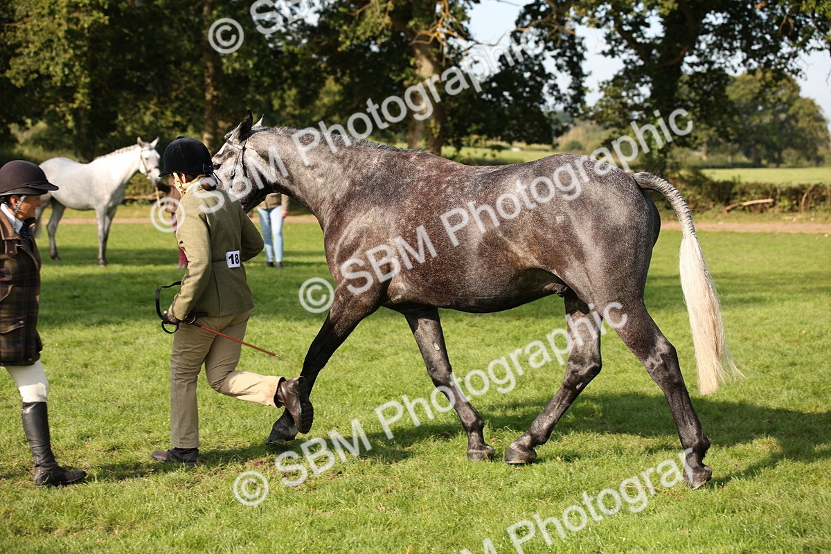 SBM_60095 - S53 - Hunter In Hand