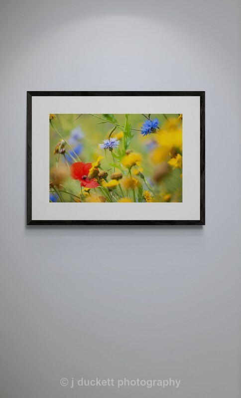  - Wildflower meadow