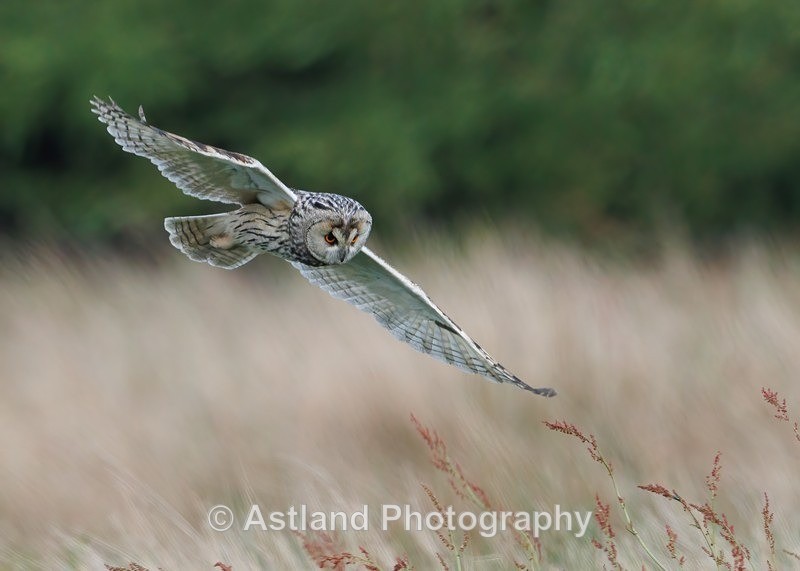 Long-eared owl - Latest Images
