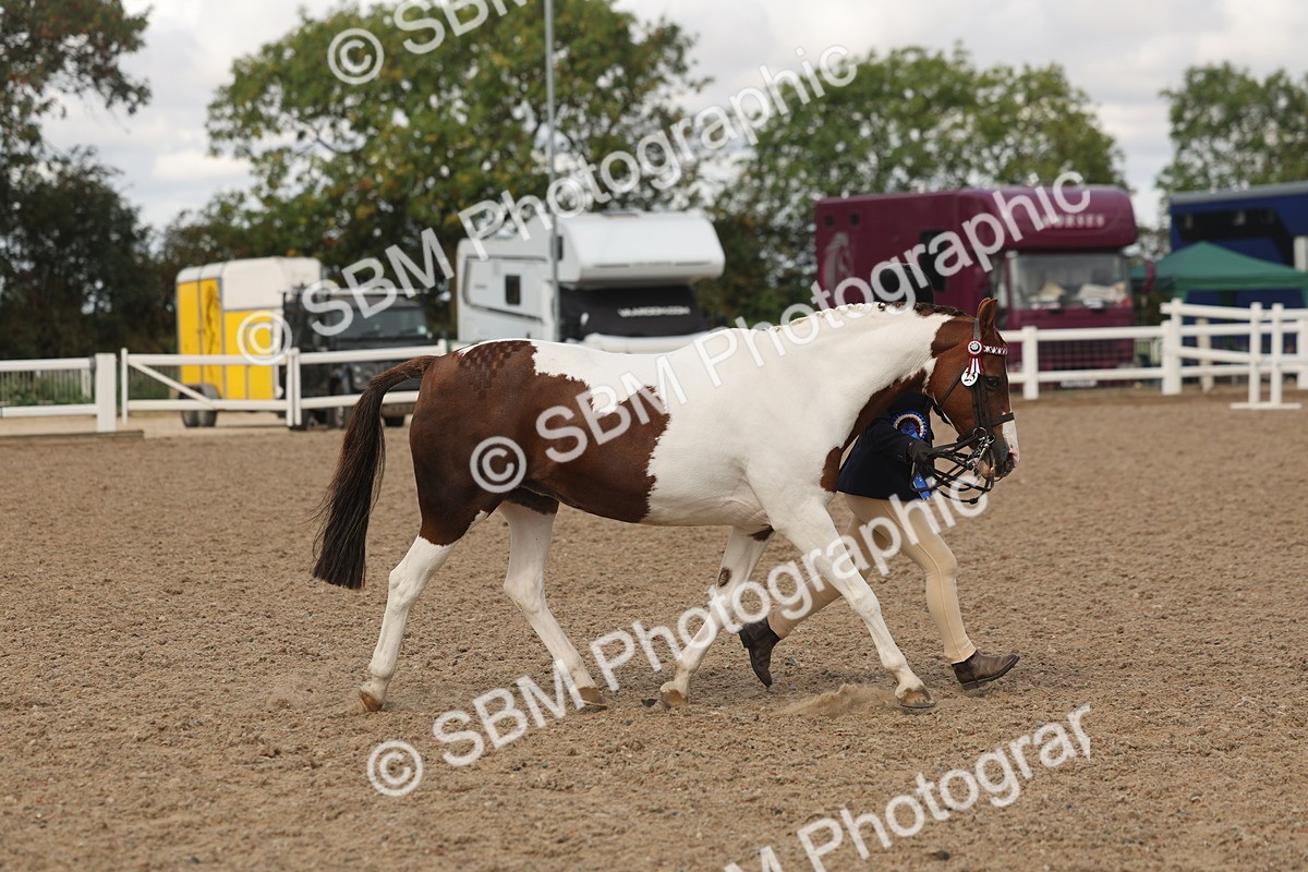 SBM_04389 - Class 17 - Prettiest Mare (IH or Ridden)