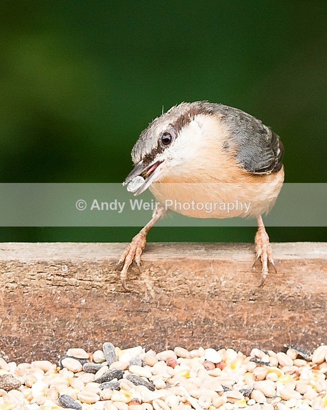 20090525-027 - Nuthatch & Treecreepers