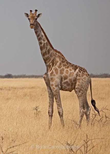 Giraffe, Namibia - African Safari Tour 09 Zambia, Botswana,Namibia & South Africa