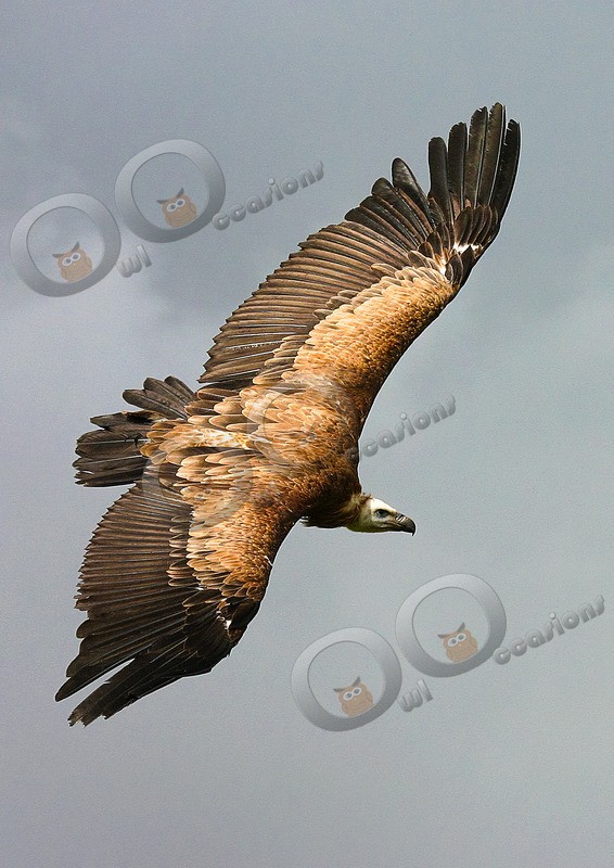 griffon vulture Gyps fulvus- - BoP from around the world