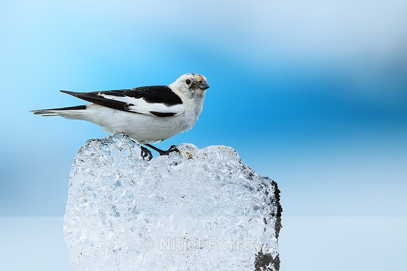 Snow Bunting (male) on ice block, Jokulsarlon, Iceland - Snow Bunting