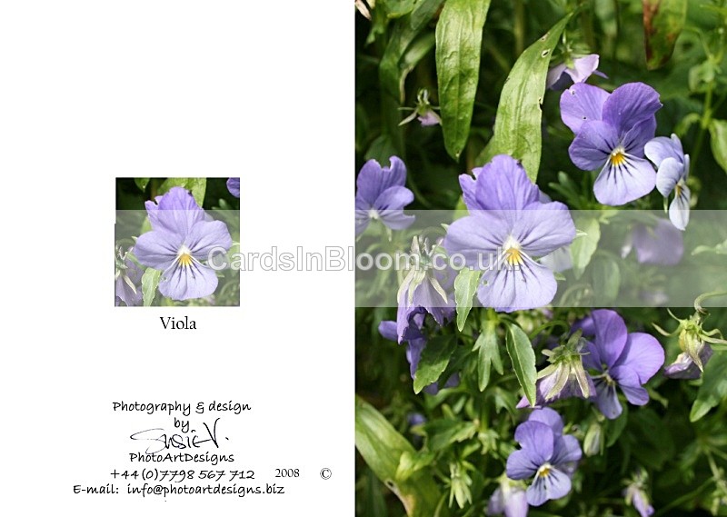 Spring 6.  Viola - Spring